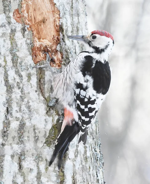 White Backed Woodpecker Dendrocopos Leucotos Male Searching Food Winter — Stock Photo, Image