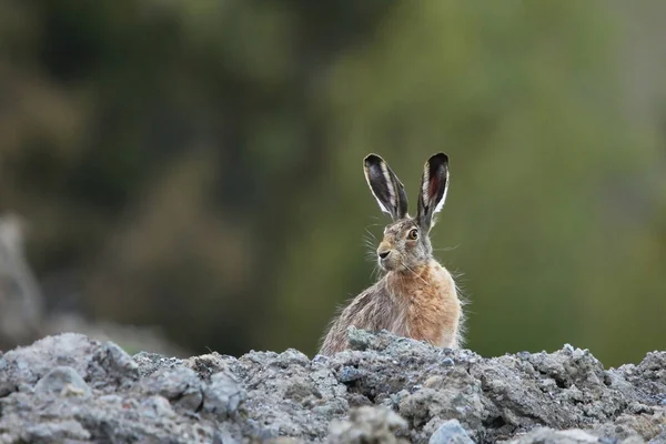Alanda Avrupa Tavşanı Lepus Europaeus — Stok fotoğraf