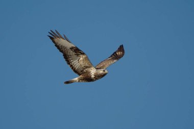 İlkbaharda uçan kaba bacaklı akbaba (Buteo lagopus).
