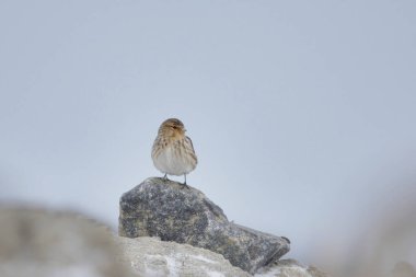 Twite (Linaria flavirostris) baharın başında bir kayanın üzerinde oturuyor.