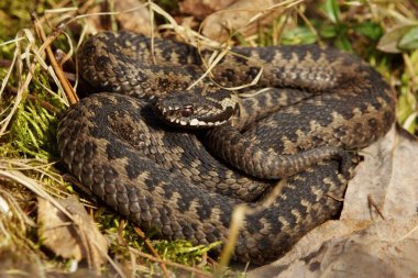 Avrupa engerek yılanı (Vipera berus) güneşleniyor.