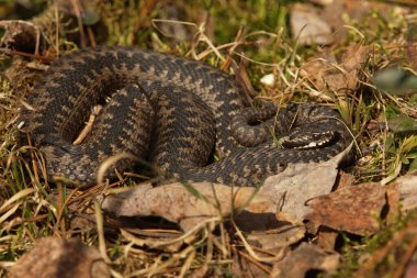 Avrupa engerek yılanı (Vipera berus) güneşleniyor.
