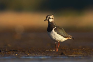 Kuzey kanadı (Vanellus vanellus) gün batımında bataklıklarda.