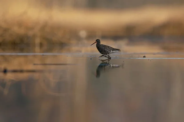 Spotted Redshank Tringa Erythropus Male Searching Food Wetlands Early Morning — Stock Photo, Image