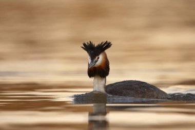 Sabahın erken saatlerinde büyük ibikli grebe (Podiceps kristali).