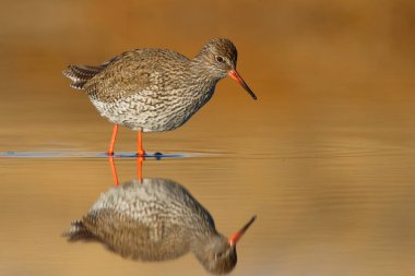 Gün doğumunda bataklıklarda yiyecek arayan yaygın redshank veya redshank (Tringa totanus).