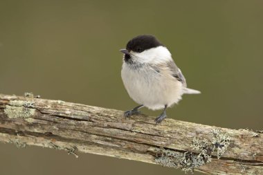 Willow tit (Poecile montanus) in the forest looking for food.