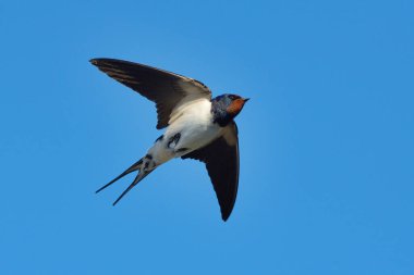 Yazın uçan ahır kırlangıcı (Hirundo rustica).