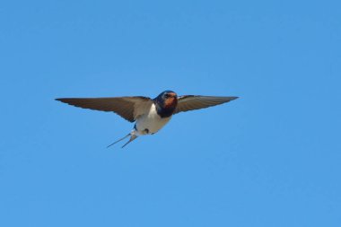 Yazın uçan ahır kırlangıcı (Hirundo rustica).