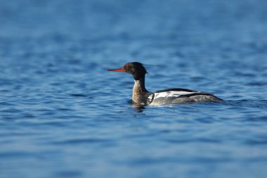 Denizde yüzen kırmızı göğüslü merganser (Mergus serrator) erkeği.