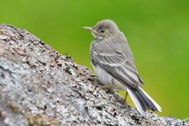 Genç beyaz kuyruklu (Motacilla alba) kayaya tırmanıyor.