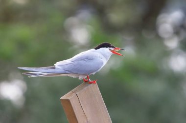 Halkalı deniz feneri (Sterna hirundo) büyük üç omurgalı dikenli sırt yutmaya çalışıyor.