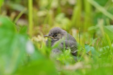 Genç beyaz kuyruklu (Motacilla alba) yazın çimenlerde saklanır..