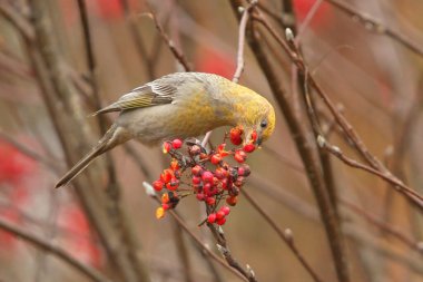 Çam grosgagası (Pinicola enükleator) dişisi sonbaharda yaban mersinleriyle besleniyor.