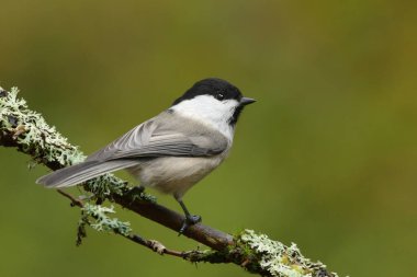 Willow tit (Poecile montanus) sitting on a branch in the forest.