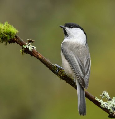 Willow tit (Poecile montanus) sitting on a mossy branch in the forest.