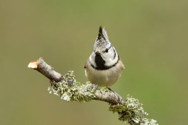 European crested tit (Lophophanes cristatus) in the forest.