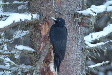 Kara Ağaçkakan (Dryocopus Martius) kışın yaşlı ladin 'den yiyecek arıyor.