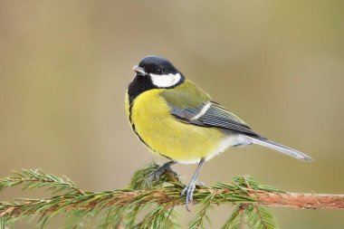 Great tit (Parus major) sitting on a spruce branch in winter.