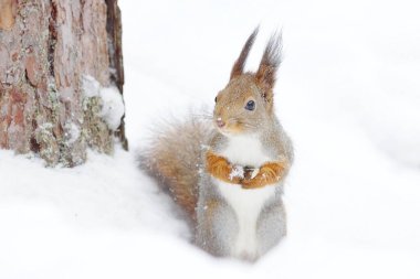 Kızıl sincap (Sciurus vulgaris) kışın karda durur.