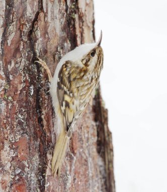 Kışın çam ağacında yiyecek arayan Avrasya Ağaç Bekçisi (Certhia familiaris).