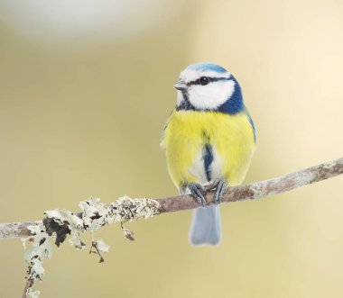 Eurasian blue tit (Cyanistes caeruleus) in the forest.
