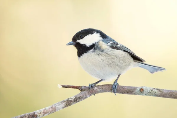 Coal Tit Periparus Ater Sitting Branch Forest — Zdjęcie stockowe
