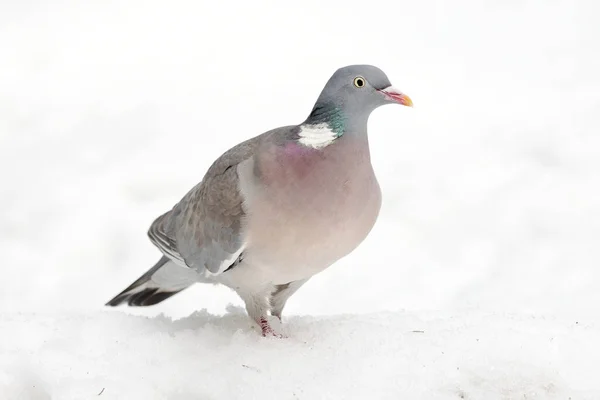 Pigeon Des Bois Columba Palumbus Marchant Dans Neige — Photo