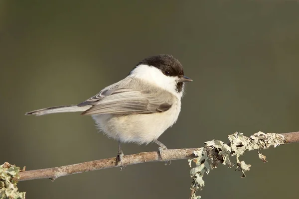 Willow Tit Poecile Montanus Sitting Branch Forest — Stockfoto