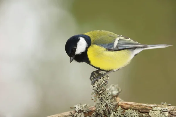 Great Tit Parus Major Forest Searching Food — 图库照片