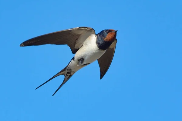 Barn Swallow Hirundo Rustica Flying Summer — Stock Photo, Image