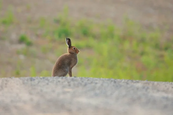 Dağ Tavşanı Lepus Timidus Toprak Bir Yolda Oturuyor — Stok fotoğraf