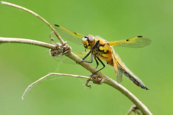 Four Spotted Chaser Libellula Quadrimaculata Resting Stick — Stock Photo, Image
