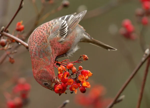 Kiefer Grossschnabel Pinicola Enucleator Männchen Ernährt Sich Herbst Von Vogelbeeren — Stockfoto
