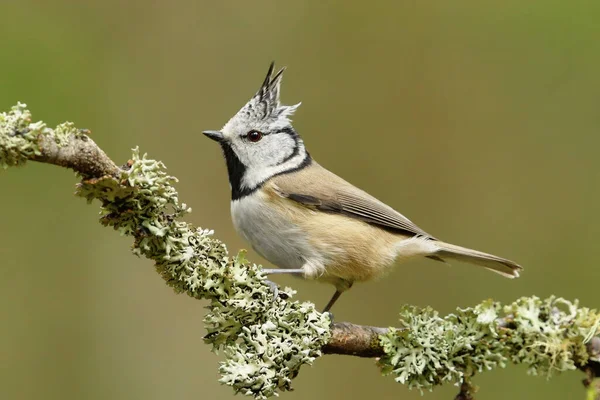 stock image European crested tit (Lophophanes cristatus) in the forest.