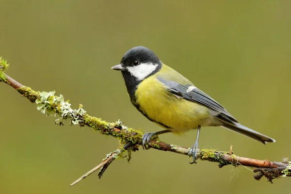 Great Tit Parus Major Sitting Mossy Branch Forest — Stock fotografie