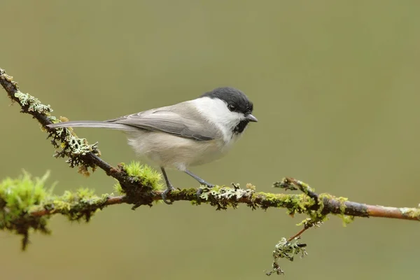 Willow Tit Poecile Montanus Sitting Mossy Branch Forest — Stock Fotó