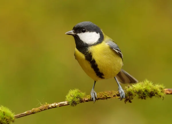 Great Tit Parus Major Forest Looking Food — 图库照片
