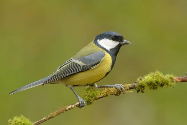 Great Tit Parus Major Sitting Mossy Branch Forest — 图库照片