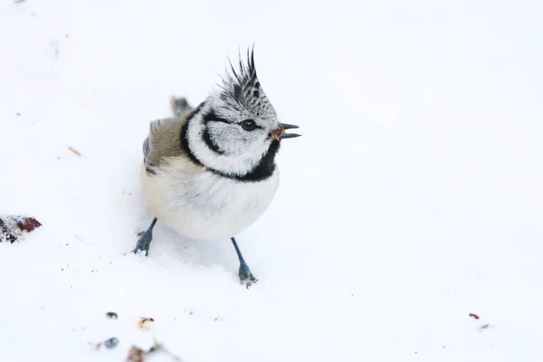 European Crested Tit Lophophanes Cristatus Sitting Snow Eating Spider — 图库照片