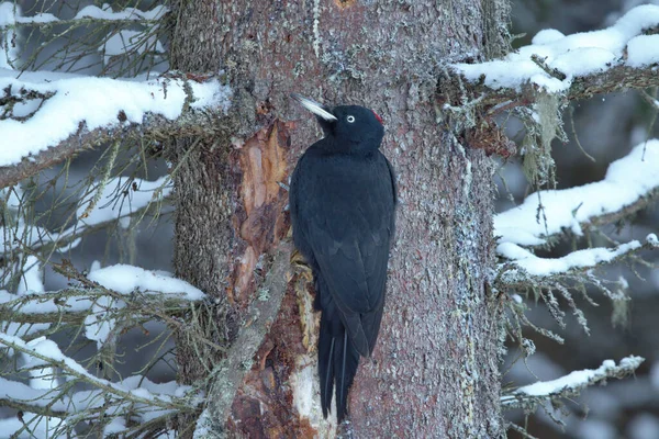 Kara Ağaçkakan (Dryocopus Martius) kışın yaşlı ladin 'den yiyecek arıyor.