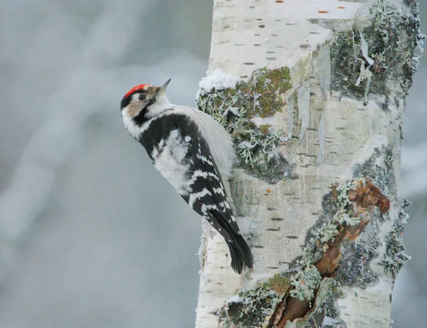 Lesser Spotted Woodpecker Dryobates Minor Male Searching Food Birch Winter — Stock Photo, Image