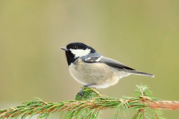 Coal Tit Periparus Ater Sitting Spruce Forest — Stock fotografie
