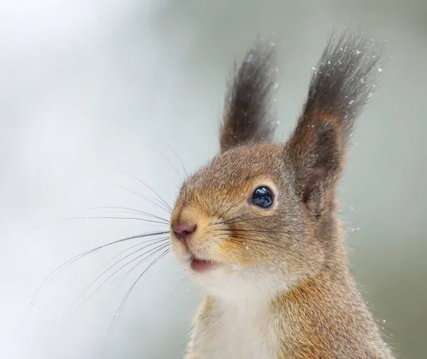 Kızıl sincap (Sciurus vulgaris) kışın arka planda beyaz karla birlikte.