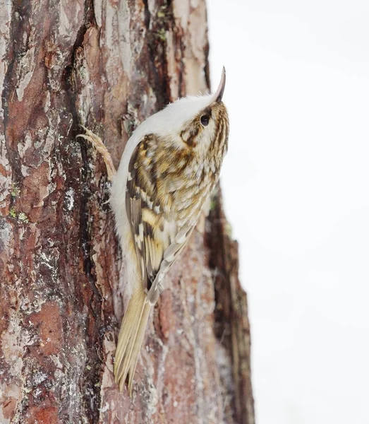 Kışın çam ağacında yiyecek arayan Avrasya Ağaç Bekçisi (Certhia familiaris).