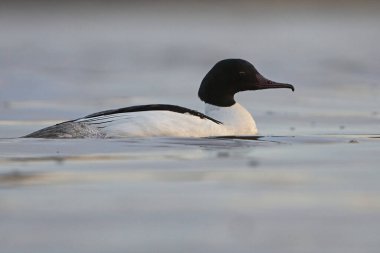 Goosander veya yaygın merganser (Mergus merganser) erkeği suda yüzüyor.