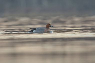 Avrasya Wigeon veya Avrupa Wigeon 'u (Mareca Penelope) erkek yüzücü.
