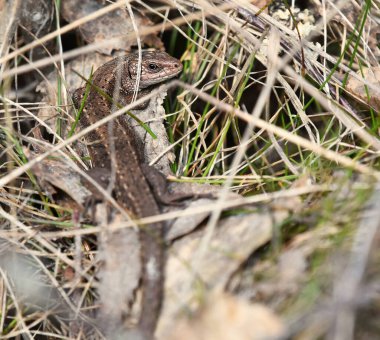 Canlı kertenkele ya da sıradan kertenkele, (Zootoca vivipara) güneşlenen.