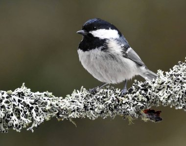 Coal tit (Periparus ater) sitting on a branch in the forest.