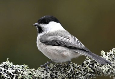 Willow tit (Poecile montanus) sitting on a branch in the forest.